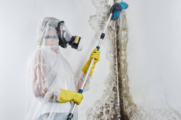 Certified Mold Removal in Medford, MN