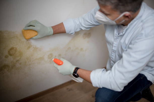 Best Professional Mold Removal  in Medford, MN