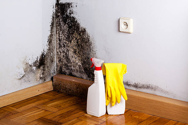 Mold Removal and Inspection in Medford, MN