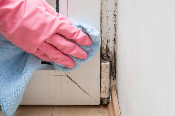 Best Affordable Mold Removal  in Medford, MN