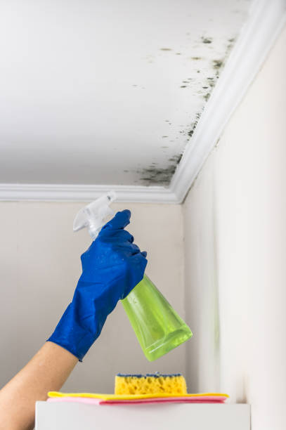 Home Mold Removal in Medford, MN